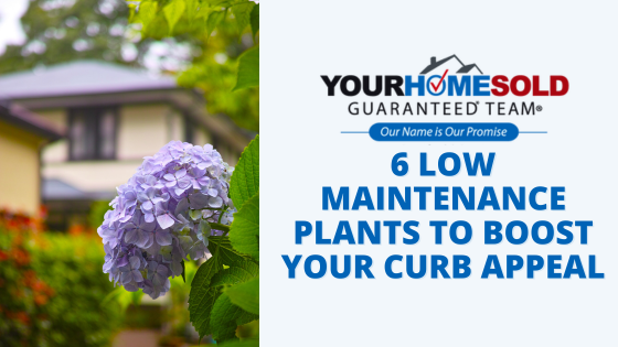 6 Low Maintenance Plants To Boost Your Curb Appeal